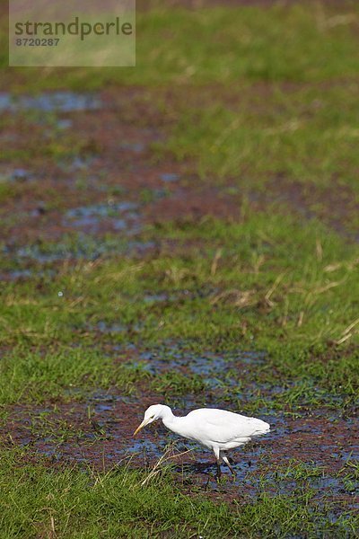 Nationalpark Rind Vogel Weißer Reiher weiße reiher Ibis Rajasthan