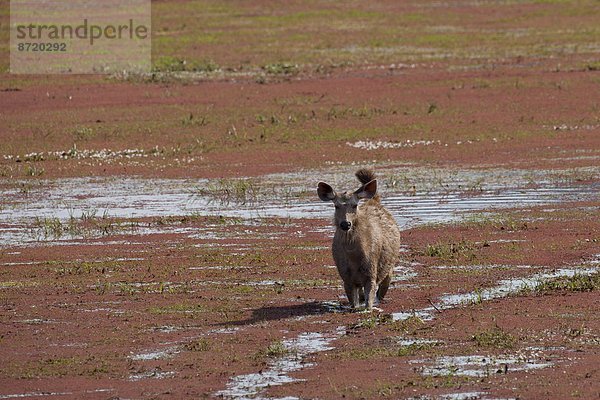 See  Hirsch  Indien  Rajasthan