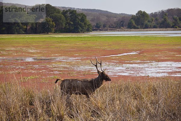 See  Hirsch  Indien  Rajasthan