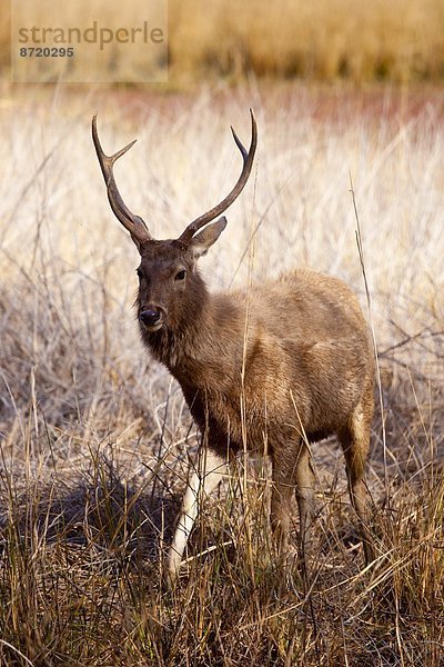 Hirsch  Indien  Rajasthan