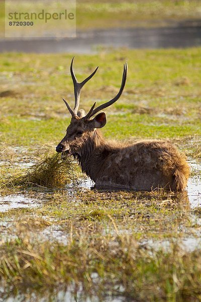 See  Hirsch  Indien  Rajasthan