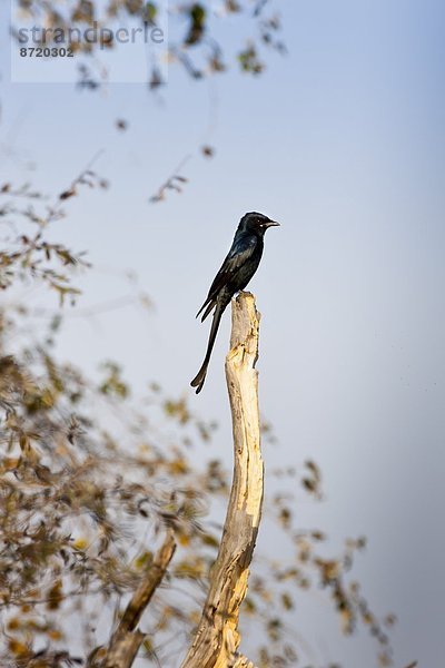 Rajasthan