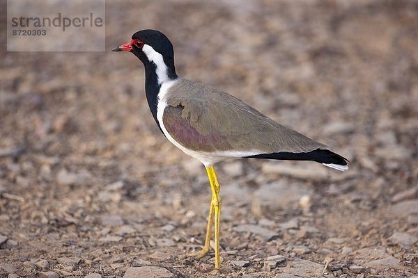 Rotlappenkiebitz  Vanellus indicus  Rajasthan