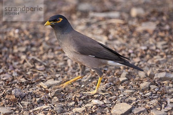 Hirtenmaina Acridotheres tristis Rajasthan