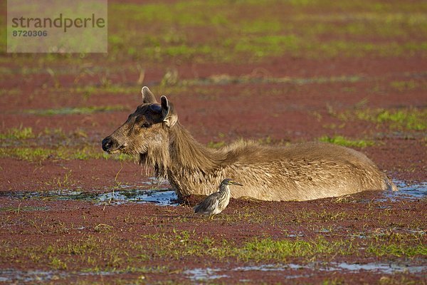 See  Indien  indische Abstammung  Inder  Reiher  Teich  Rajasthan