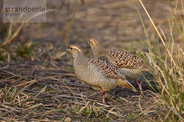 Wachtelfrankolin Francolinus pondicerianus Rajasthan