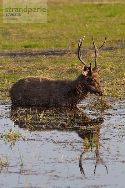 See  Hirsch  füttern  Indien  Rajasthan