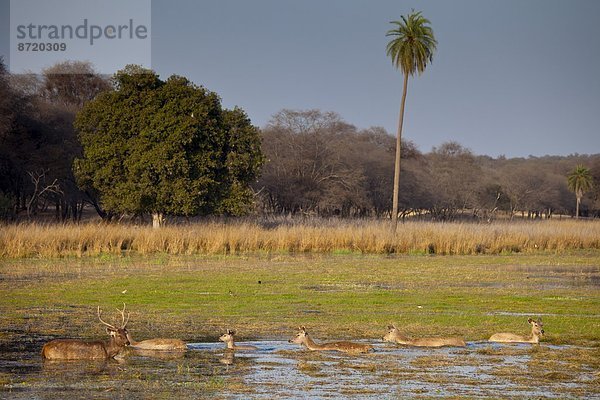 See  Hirsch  Indien  Rajasthan