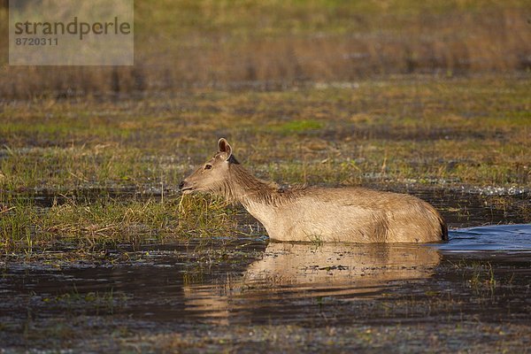 See  Hirsch  Indien  Rajasthan