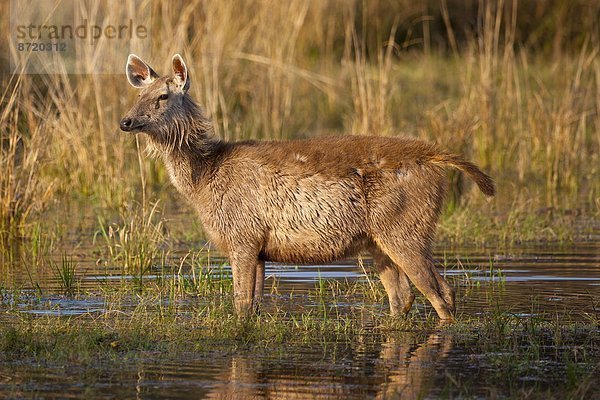 See  Hirsch  Indien  Rajasthan