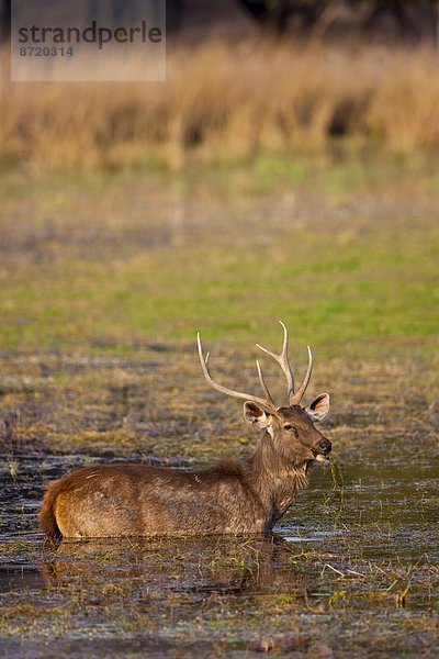 See  Hirsch  Indien  Rajasthan