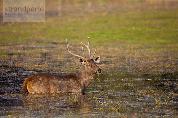 See  Hirsch  Indien  Rajasthan