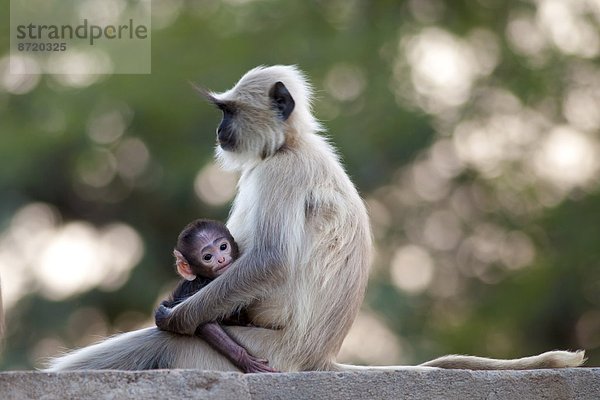 Baby  Indien  Rajasthan