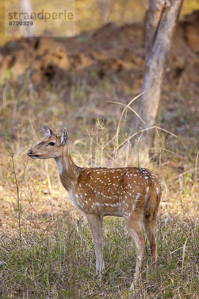 Rajasthan