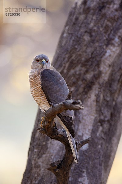 Rajasthan