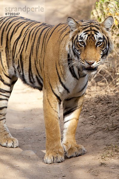 Königstiger  Panthera tigris tigris  Indien  Rajasthan