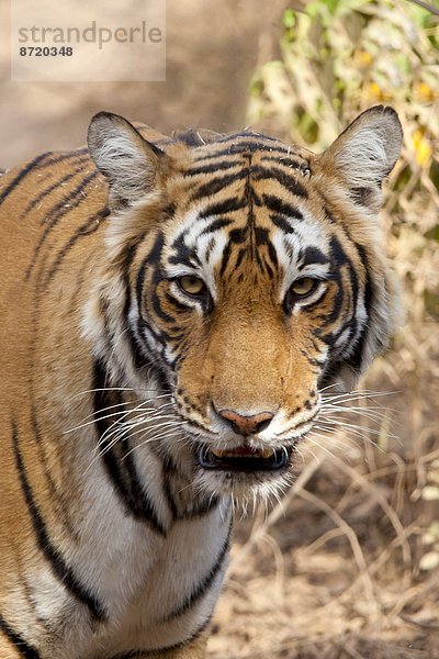 Königstiger  Panthera tigris tigris  Indien  Rajasthan