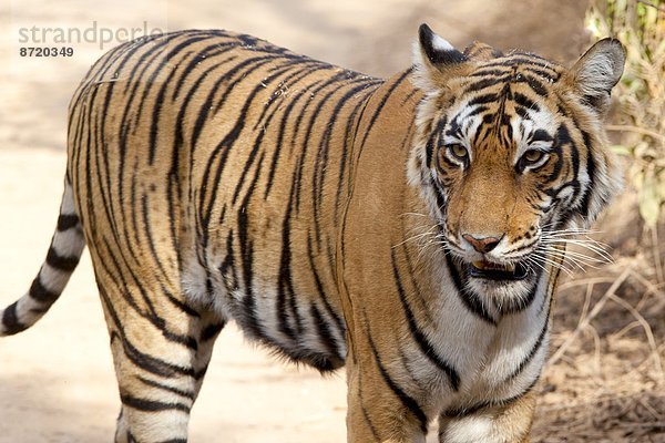 Königstiger  Panthera tigris tigris  Indien  Rajasthan