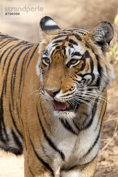 Königstiger  Panthera tigris tigris  Indien  Rajasthan