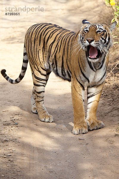 Königstiger  Panthera tigris tigris  Indien  Rajasthan