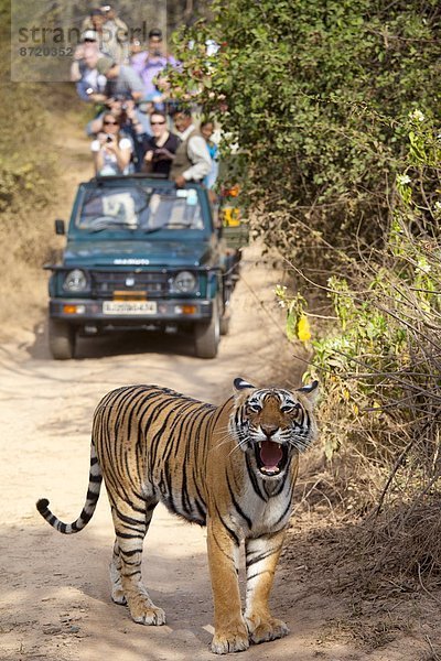 Königstiger  Panthera tigris tigris  Indien  Rajasthan