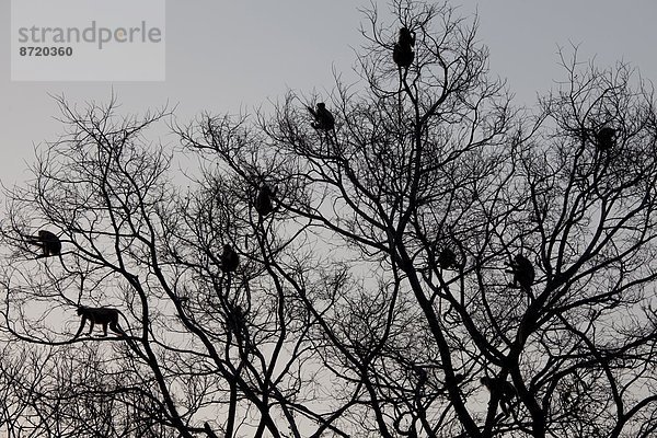 Baum  Sicherheit  Ast  Indien  Rajasthan  ungefährlich