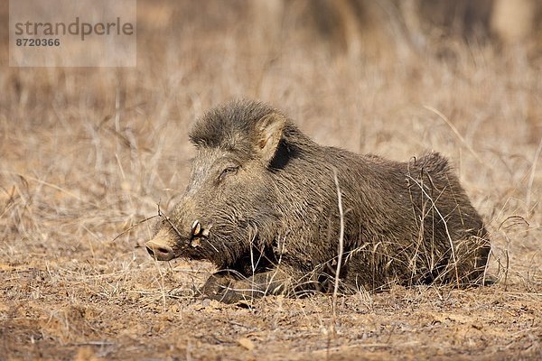 Wildschwein  Sus scrofa  Indien  Rajasthan