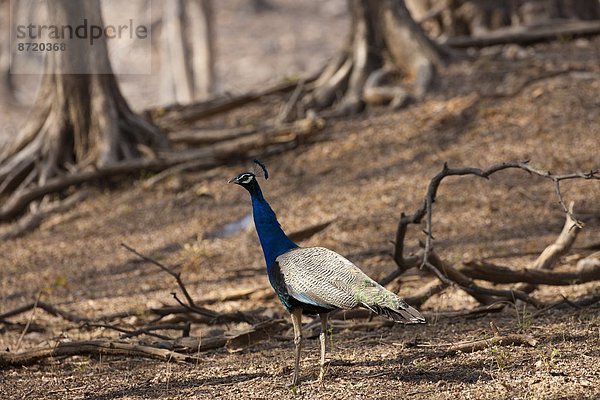 Pfau  Rajasthan