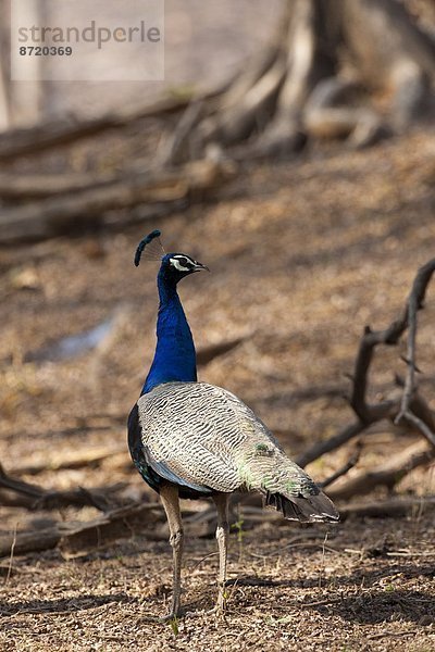 Pfau  Rajasthan