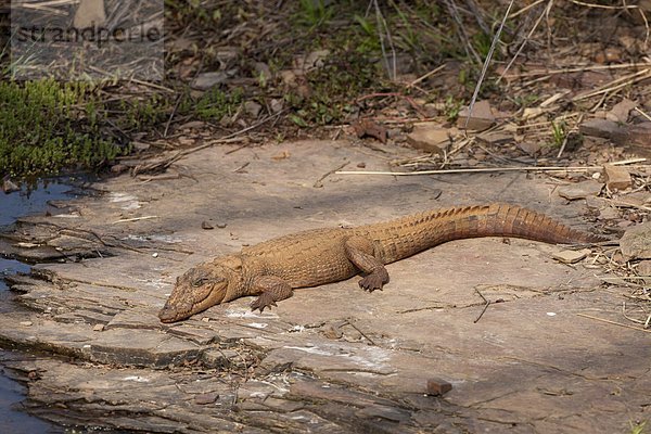 jung  Krokodil  Rajasthan  Sumpf