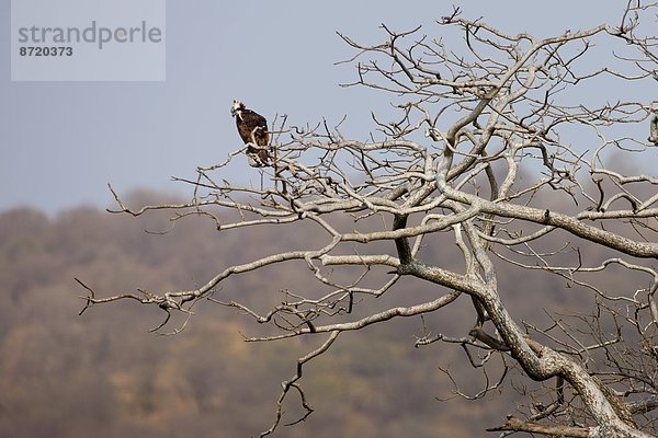 Rajasthan