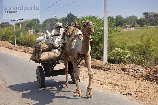 Mann  fahren  Fuhrwerk  Indianer  Kamel  Rajasthan