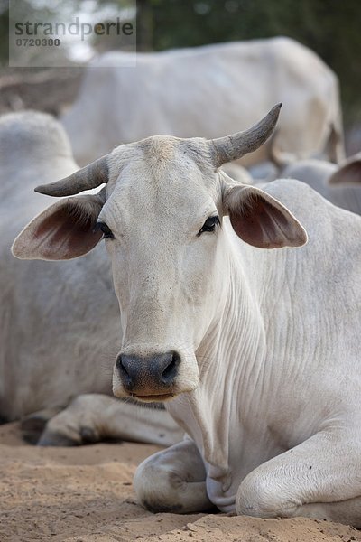 Bulle  Stier  Stiere  Bullen  zwischen  inmitten  mitten  Herde  Herdentier  Dorf  Rind  Rajasthan