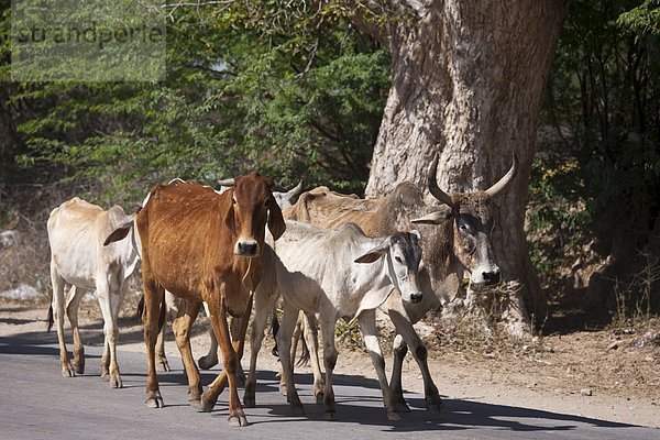 Hausrind  Hausrinder  Kuh  gehen  Bundesstraße  Heiligkeit  vorwärts  Bewegung  Jaipur  Rajasthan