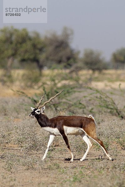Hirschziegenantilope  Hirschziegenantilopen  Antilope cervicapra