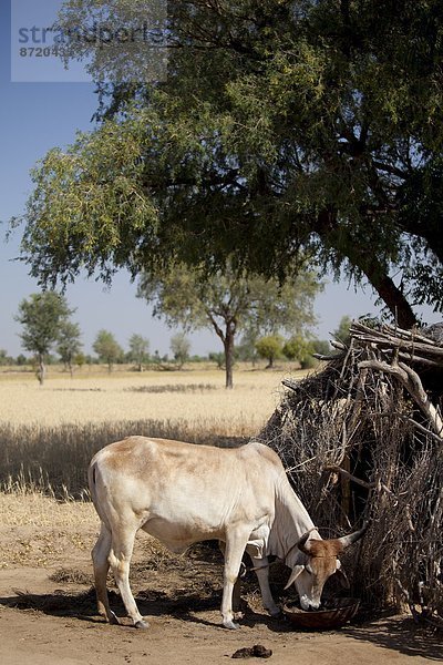 nahe  Dorf  Indianer  Rind  Hütte  Rajasthan