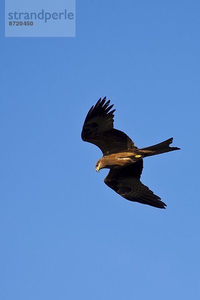 Schwarzmilan  Schwarzer Milan  Milvus migrans  Morgen  Beleuchtung  Licht  Himmel  über  See  früh  Indien  Rajasthan  Udaipur