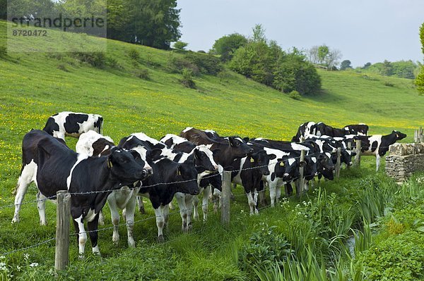 Hausrind  Hausrinder  Kuh  Großbritannien  Wiese  jung  Cotswolds  Oxfordshire