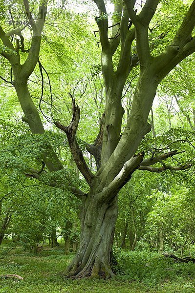 Baum  Großbritannien  Wald  Buche  Buchen  antik  Oxfordshire