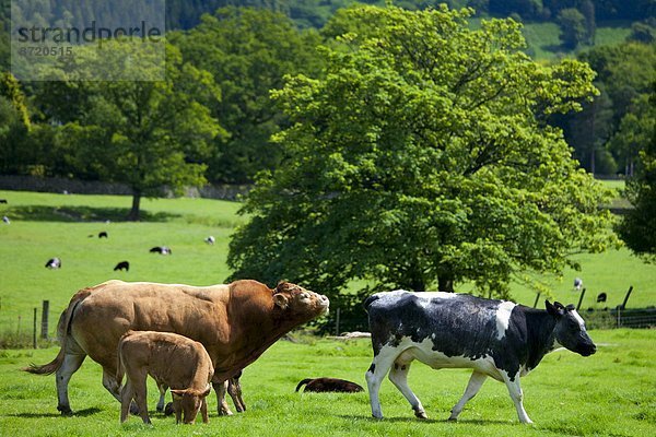 Hausrind  Hausrinder  Kuh  Bulle  Stier  Stiere  Bullen  nahe  Großbritannien  See  Wiese  Cumbria  Ortsteil