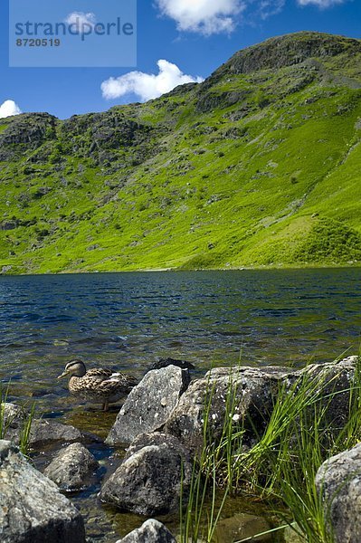 Ländliches Motiv  ländliche Motive  Großbritannien  See  Ente  Stockente  Anas platyrhynchos  Cumbria  Ortsteil  Tarn