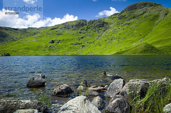 Ländliches Motiv  ländliche Motive  Großbritannien  See  Ente  Stockente  Anas platyrhynchos  Cumbria  Ortsteil  Tarn