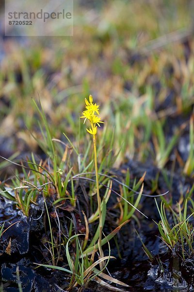 Ländliches Motiv  ländliche Motive  folgen  Großbritannien  See  Natur  Cumbria  Ortsteil