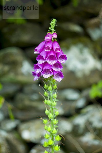 Roter Fingerhut  Digitalis purpurea  Ländliches Motiv  ländliche Motive  folgen  Großbritannien  See  Natur  Wildblume  Cumbria  Ortsteil