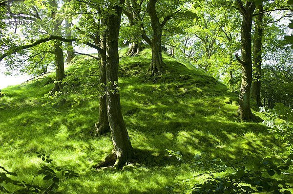 Laubwald  Baum  Großbritannien  See  Eiche  Cumbria  Ortsteil