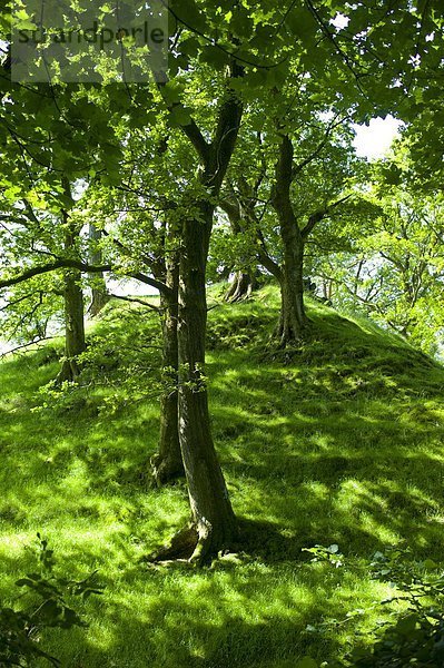 Laubwald  Baum  Großbritannien  See  Eiche  Cumbria  Ortsteil