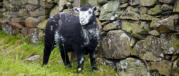 Nationalpark  Tradition  Großbritannien  Schaf  Ovis aries  See  Cumbria  Ortsteil