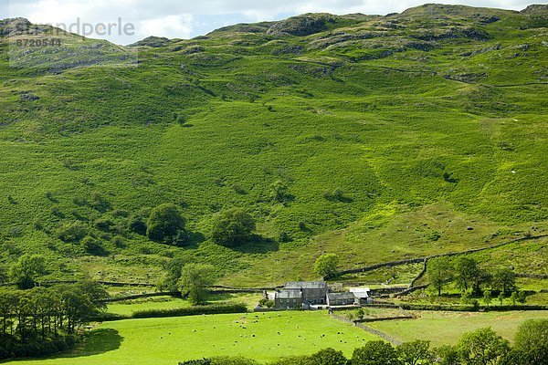 nahe  Großbritannien  Hügel  Bauernhof  Hof  Höfe  See  Cumbria  Ortsteil  hart