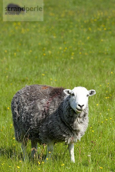 Nationalpark Tradition Großbritannien Schaf Ovis aries See Cumbria Ortsteil