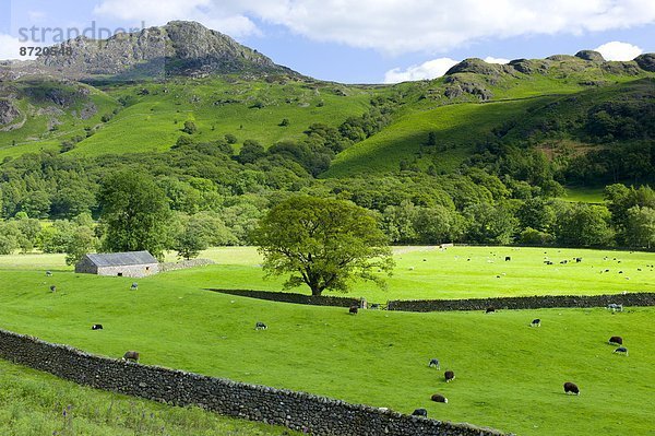 Großbritannien  Hügel  Bauernhof  Hof  Höfe  Schaf  Ovis aries  See  Cumbria  Ortsteil